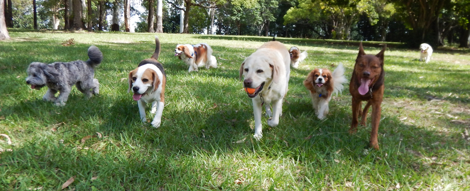 Group of dogs playing at a dog park